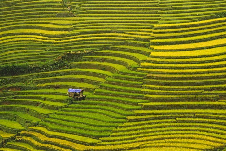 Harvest time in Mu Cang Chai - ảnh 11